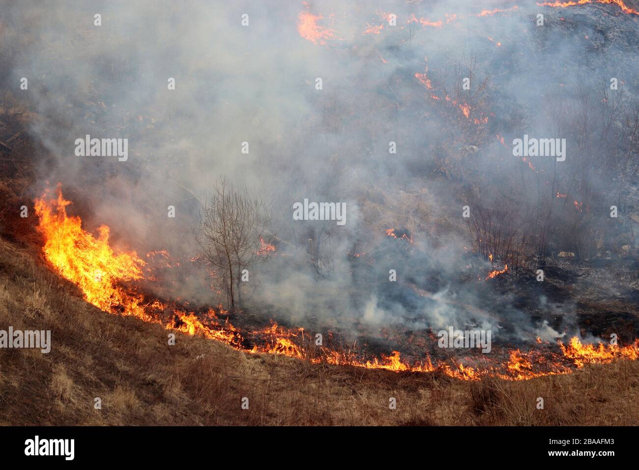 Waldbrand im Frühjahr, Trockenrasen und Bäume in Rauch und Flammen Stockfoto