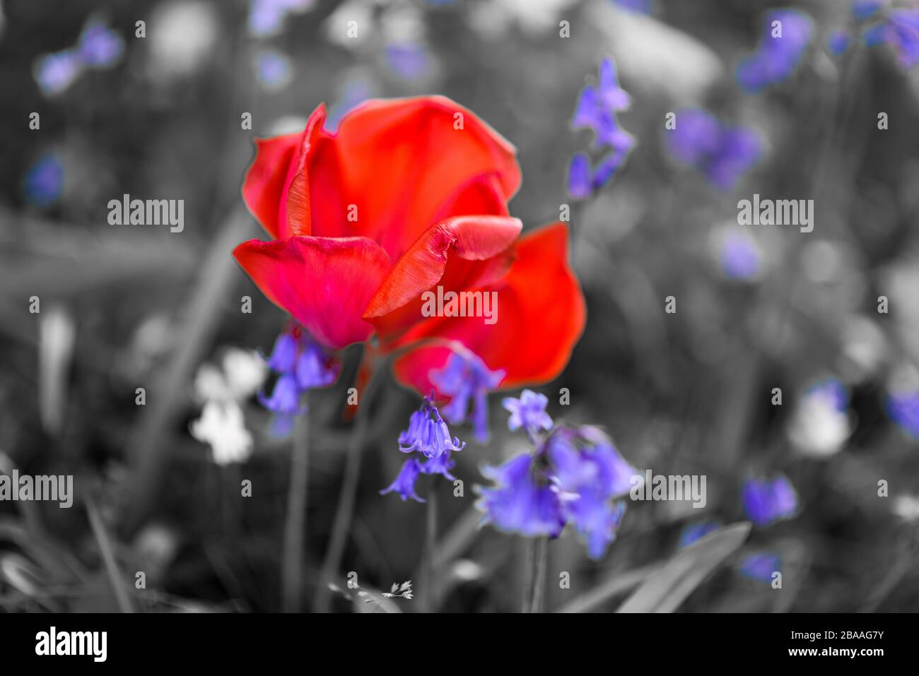 Ein einziger Poppy mit blauen Glocken in einer englischen Wiese Stockfoto