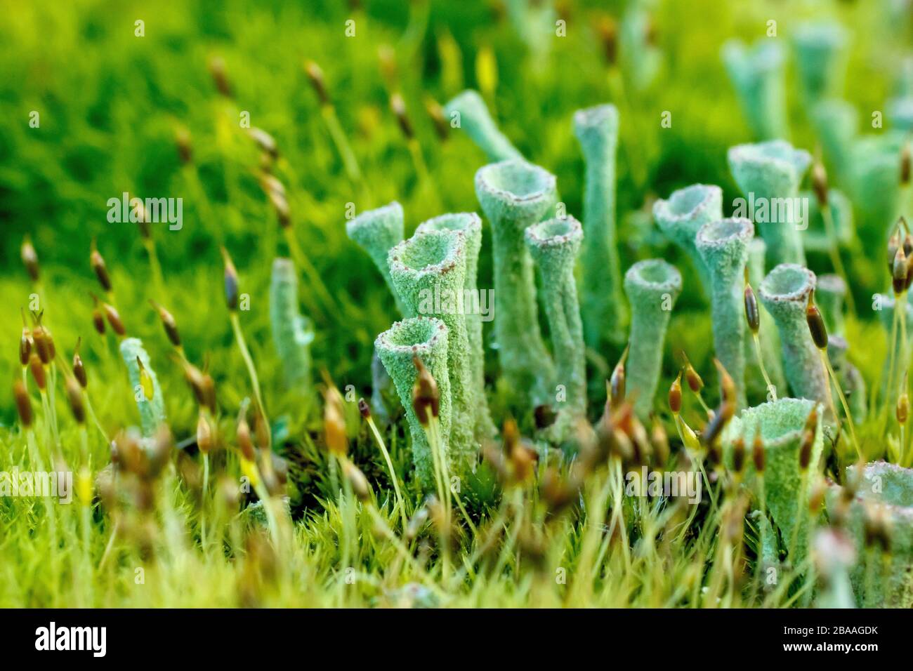 Nahaufnahme zeigt Detail einer grünen gestielten Flechte, höchstwahrscheinlich Cladonia Fimbriata, die durch das Moos auf einem Fencepost wächst. Stockfoto