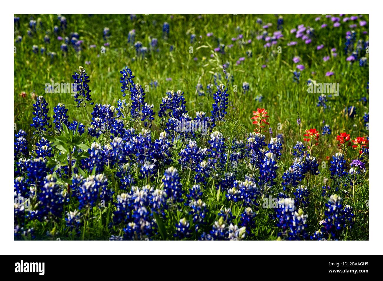 Texas Frühling Wildblumen – blaubonnets und indische Pinsel, auf ländlichen Straßen Stockfoto