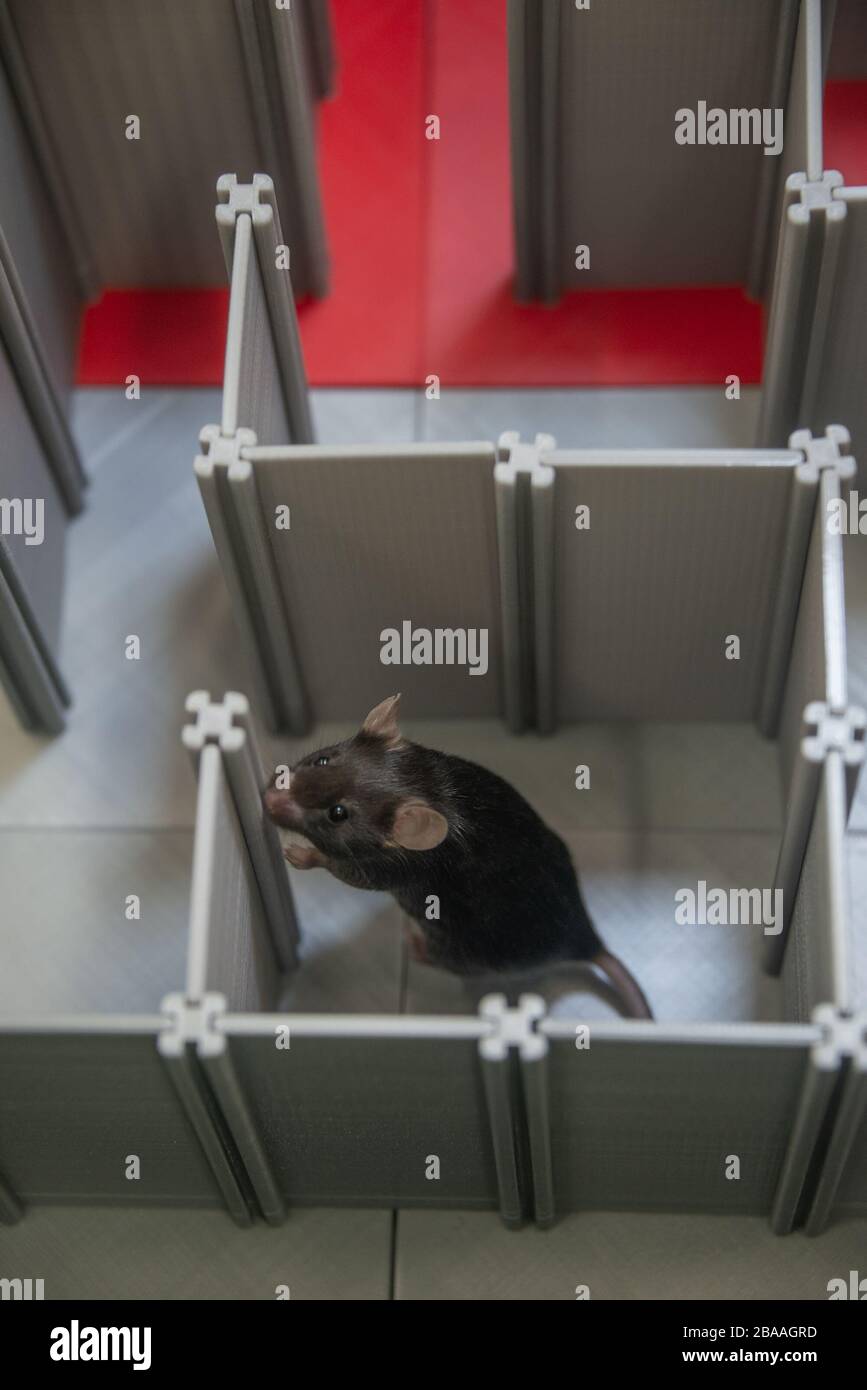 Die schwarze Labormaus navigiert in Laborexperimenten in einem Kunststofflabyrinth, um räumliches Lernen und Gedächtnis zu studieren Stockfoto