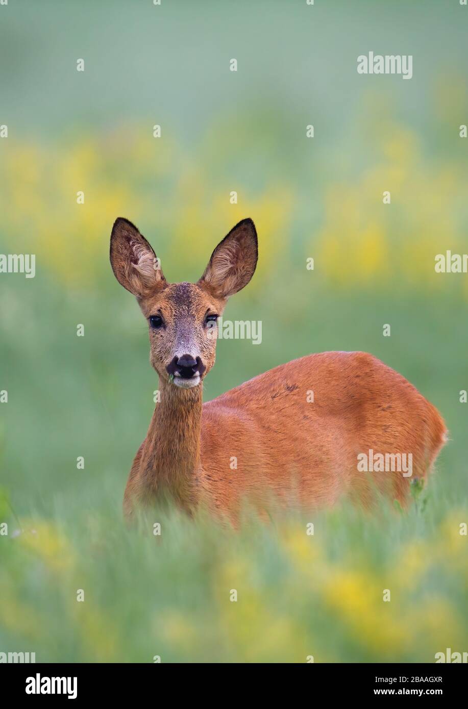 Überraschter Rehe, der in hohem grünen Gras steht und sich teilweise auf einer Wiese versteckt Stockfoto