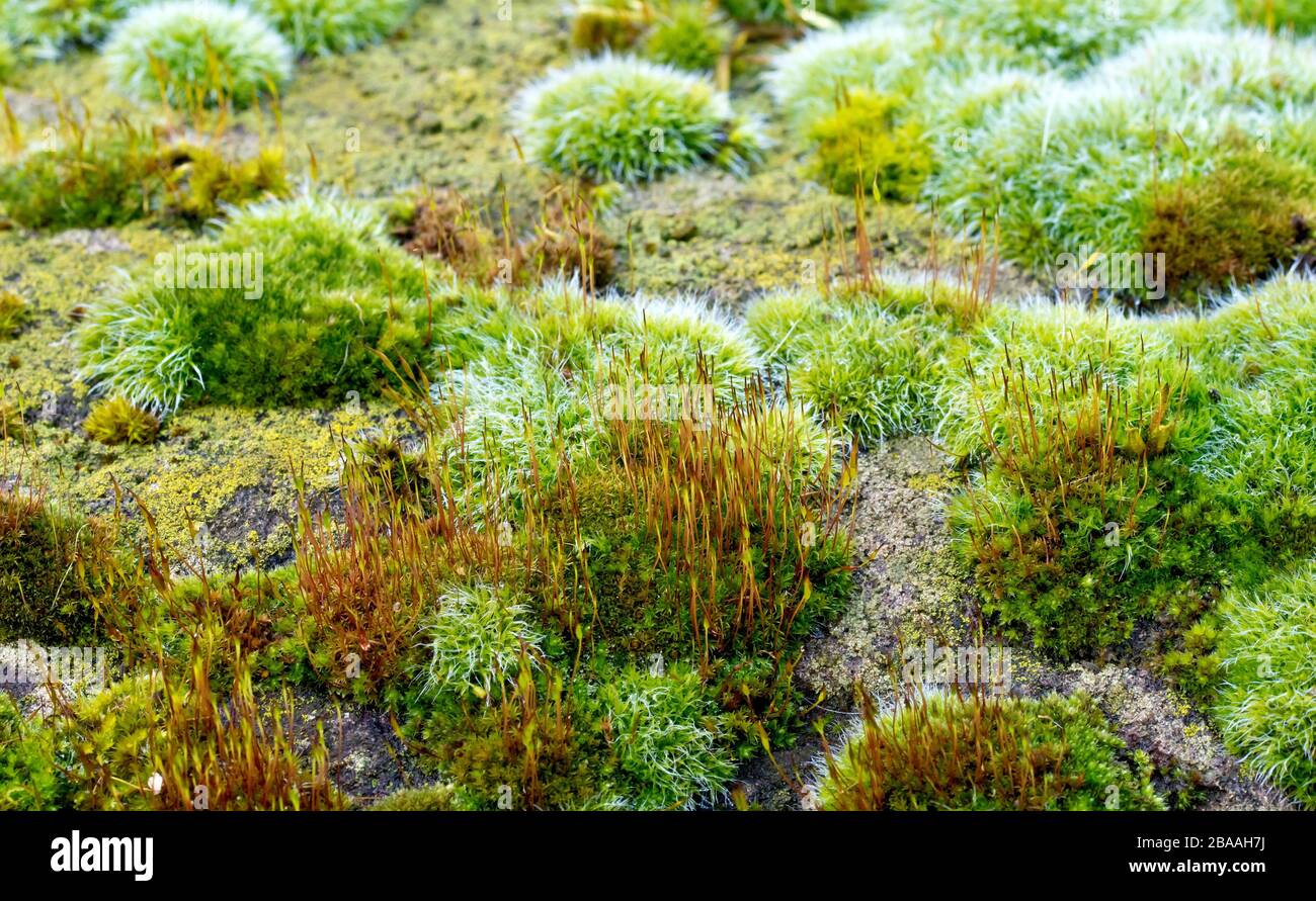 Eine Nahaufnahme einer Vielzahl von Moosen und Flechten, die einen großen Sandsteinblock rauchen und so ein eigenes Mikro-Ökosystem schaffen. Stockfoto