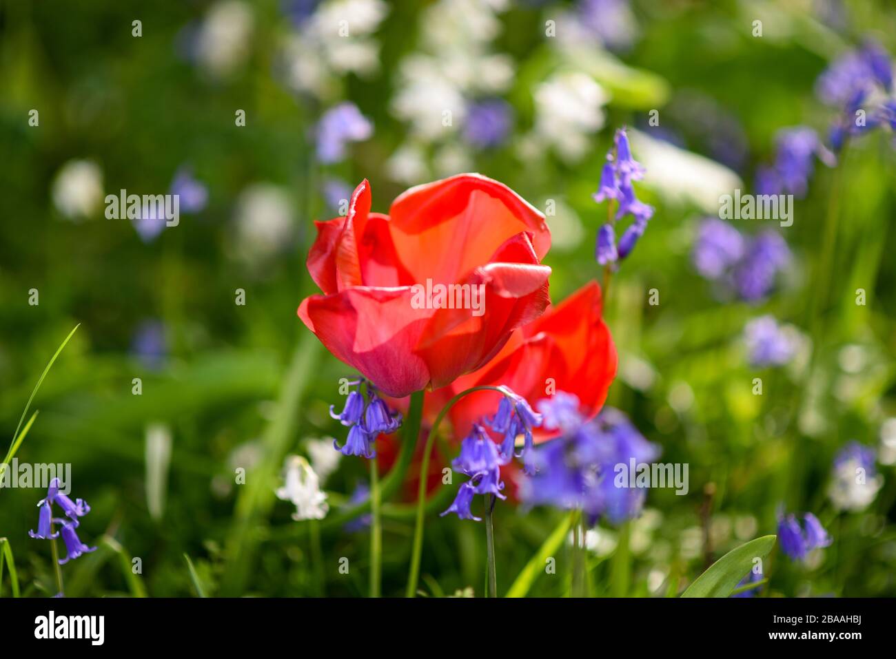 Ein lebendiger Mohn mit blauen Glocken und weißen blauen Glocken in einer englischen Wiese Stockfoto