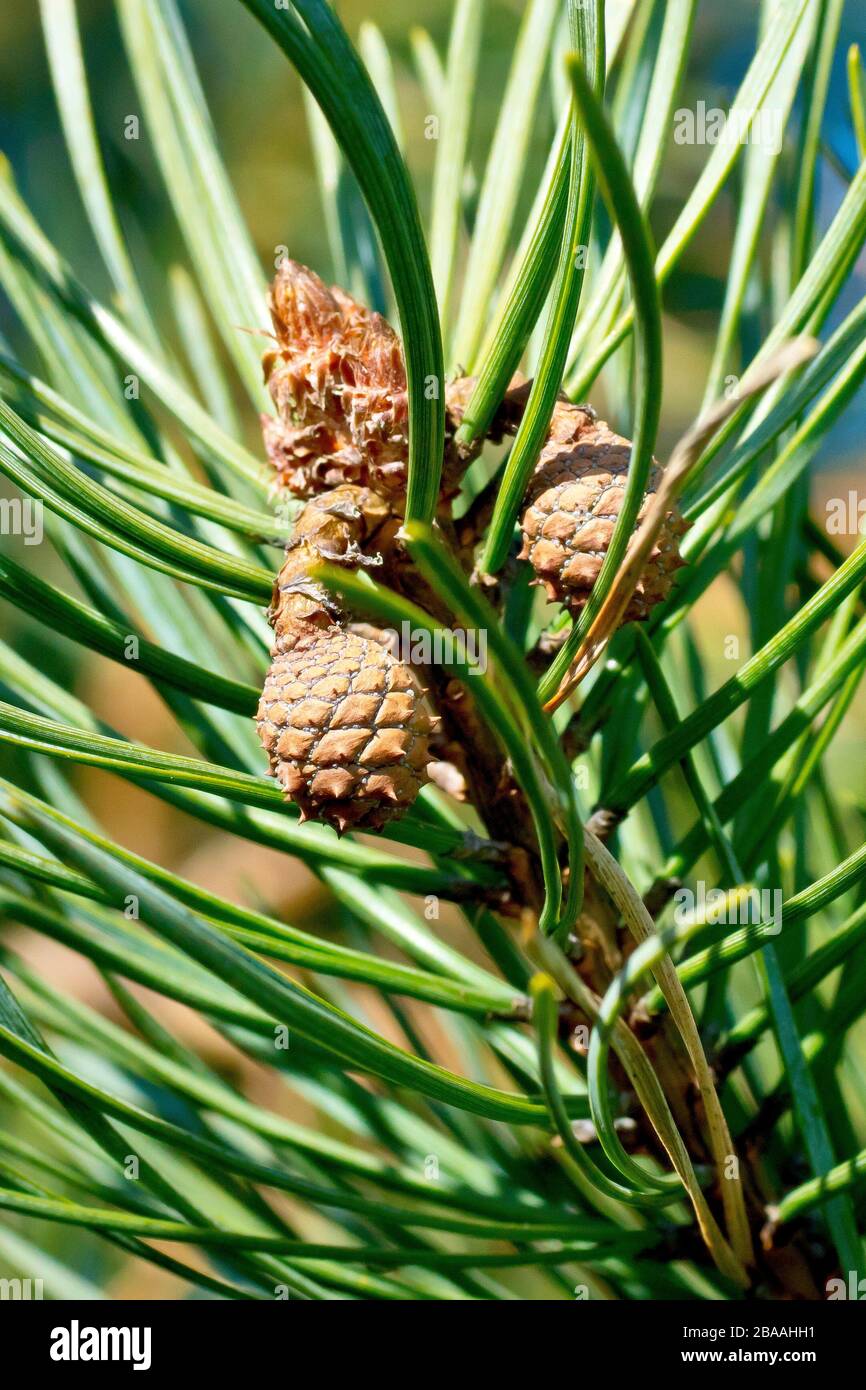 Scots Pine (Pinus sylvestris), Nahaufnahme von unreifen Kiefernzapfen, die sich aus den früheren Jahren Blumen entwickeln. Es dauert zwei Jahre, bis sie reifen. Stockfoto