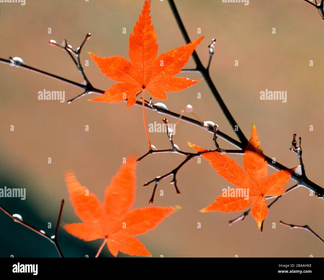 Der rote Herbst verlässt die Filialen in Kyoto, Japan Stockfoto