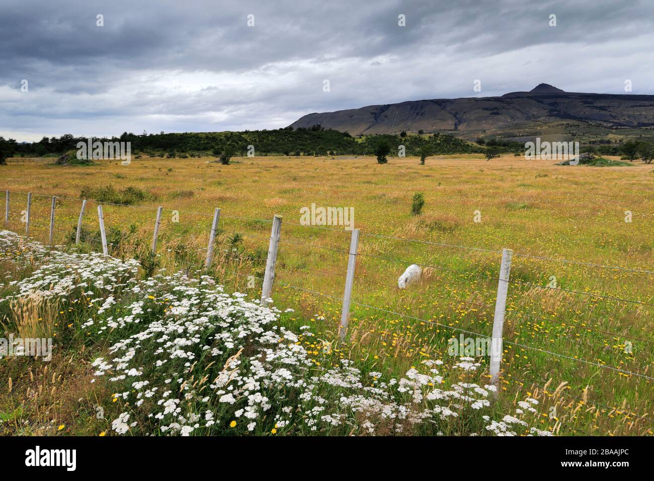 Wildblumenwiese in der Patagonia Steppe, in der Nähe der Stadt Puerto Natales, Patagonien, Chile, Südamerika Stockfoto