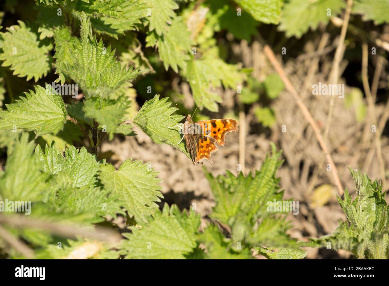 Ein Komma Schmetterling, Polygonia C-Album, das bei warmem Wetter im märz 2020 auf Brennnessel ruht. Dorset England GB Stockfoto