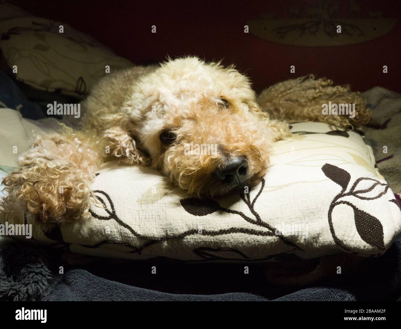 Süßer Hund, der auf einem Kissen liegt, Großbritannien Stockfoto