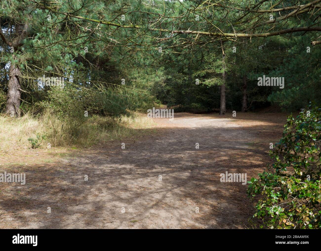 Fußweg durch den Wald, Wells-next-the-Sea, Norfolk, Großbritannien Stockfoto