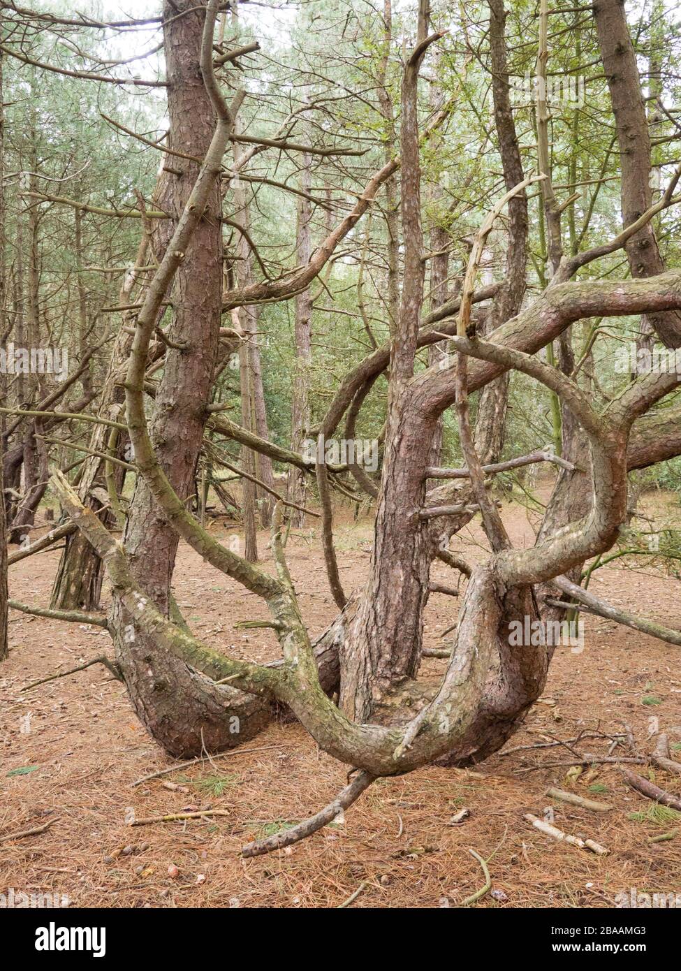 Kurvenreiche Bäume verzweigen an einem Kiefernbaum, Großbritannien Stockfoto