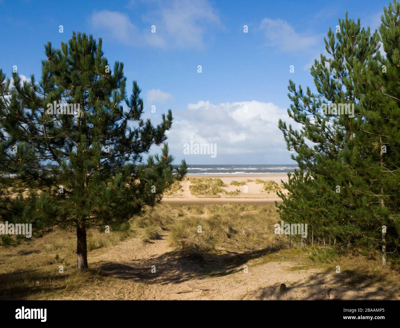 Fußweg durch den Wald zum Strand, Wells-next-the-Sea, Norfolk, Großbritannien Stockfoto