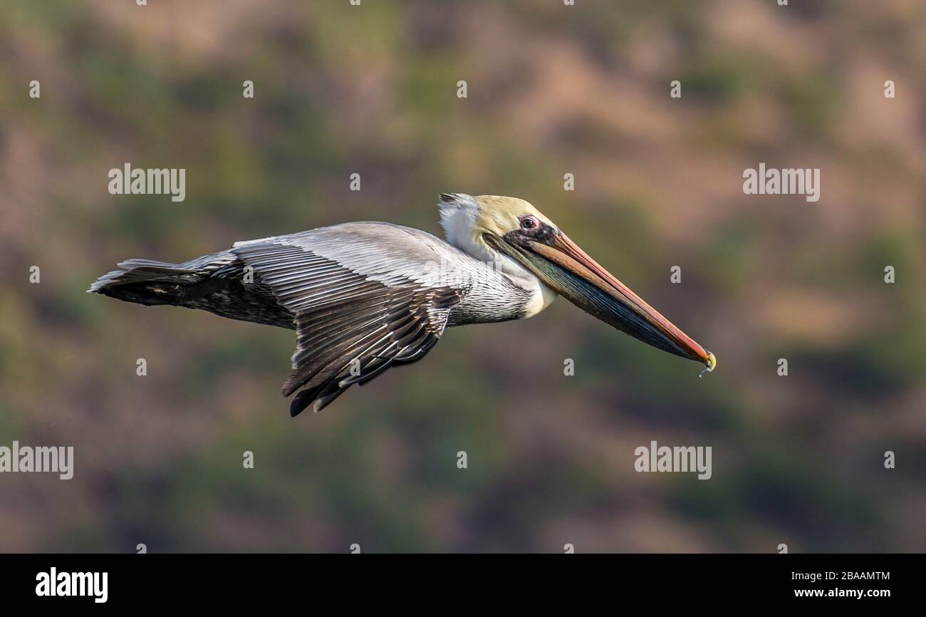 Braunpelikan (Pelecanus occidentalis) fliegen, Baja California sur, Mexiko Stockfoto