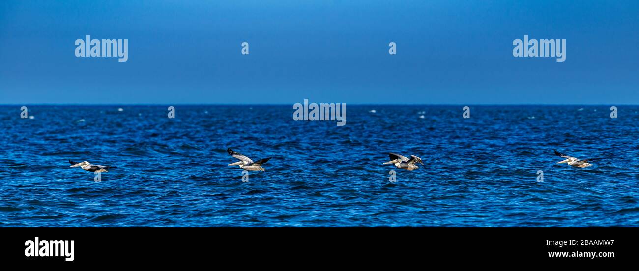 Braune Pelikane (Pelecanus occidentalis) fliegen über den Golf von Kalifornien, Baja California sur, Mexiko Stockfoto