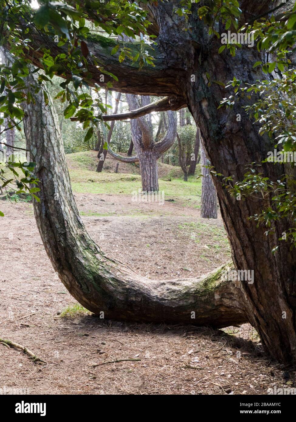 Zweig eines Kiefernbaumes, der sich am Boden auswächst, bevor er nach oben geht, Wells-next-the-Sea, Norfolk, Großbritannien Stockfoto