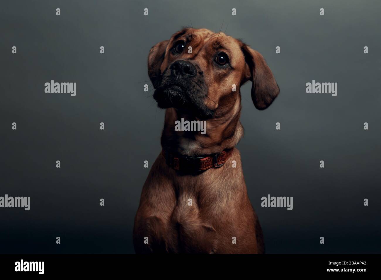 Süßer Hund mit neutralem grauem Hintergrund Stockfoto