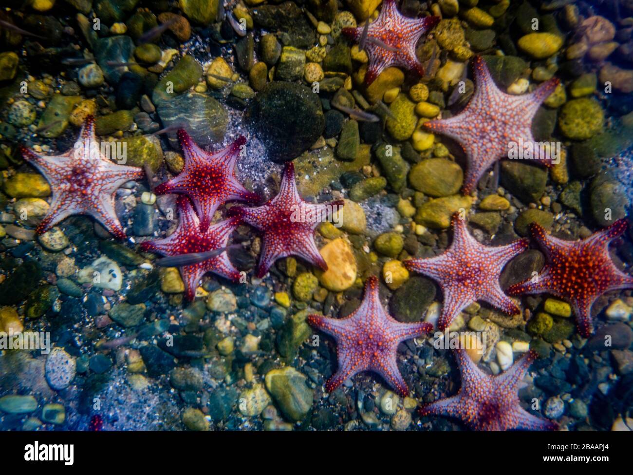 Blick auf die Meeressterne auf dem Ozean, Baja California sur, Mexiko Stockfoto