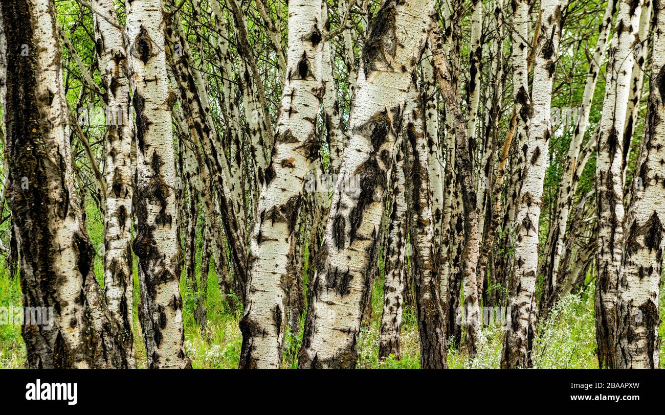 Blick auf den Wald Aspen Tremuloides (Populus Tremuloides), Saskatchewan, Kanada Stockfoto