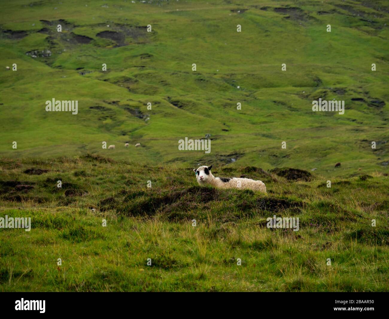 Grünfelder der Färöer. Einige Scheues im Hintergrund. Stockfoto