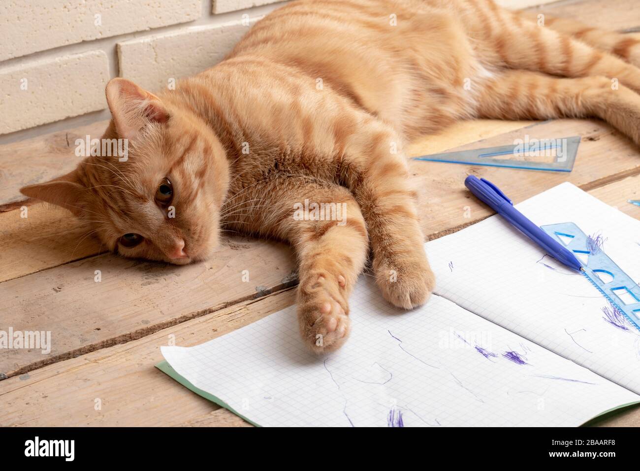 Eine rote Katze schläft auf dem Tisch in den Copybooks. Stockfoto