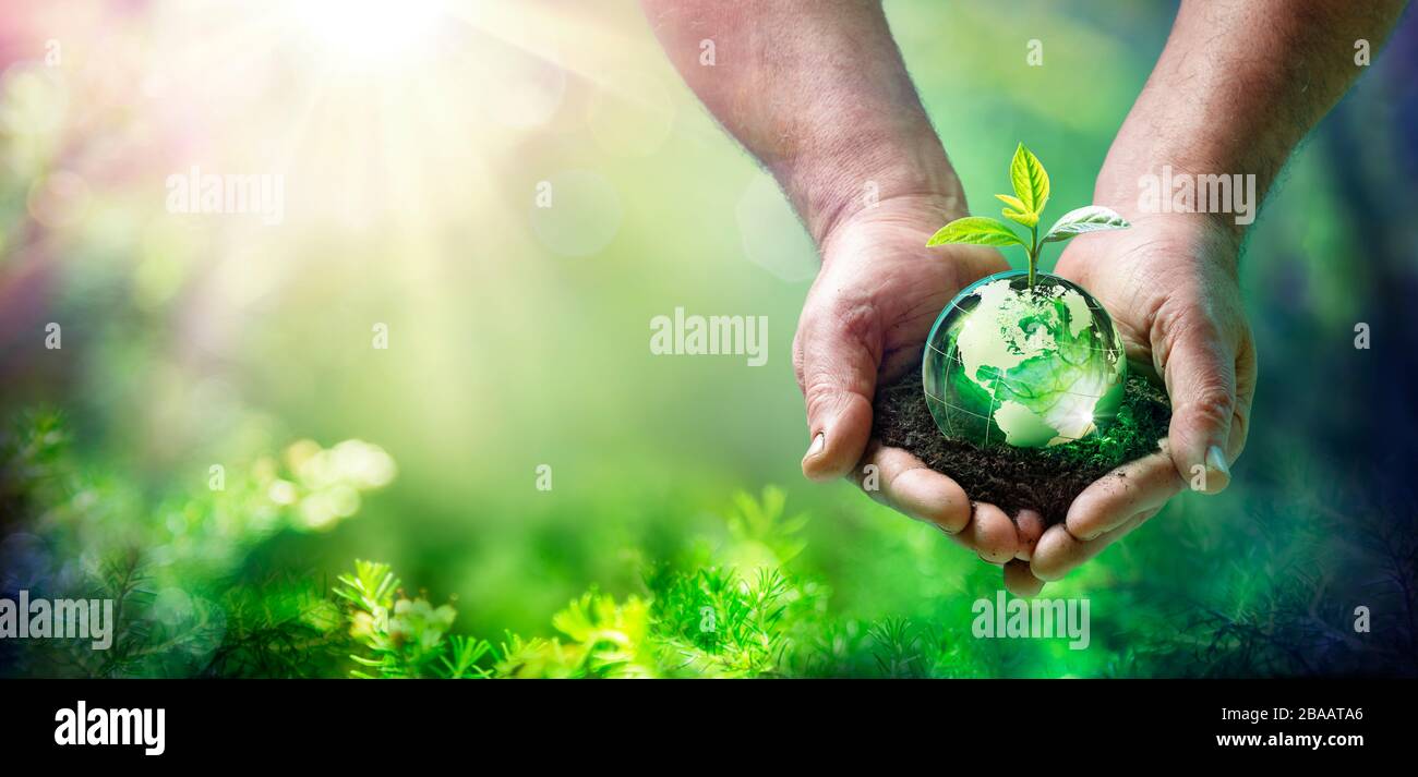 Erdtag Pflanze Auf Globenglas Im Grünen Wald Wachsen - Umweltkonzept Stockfoto