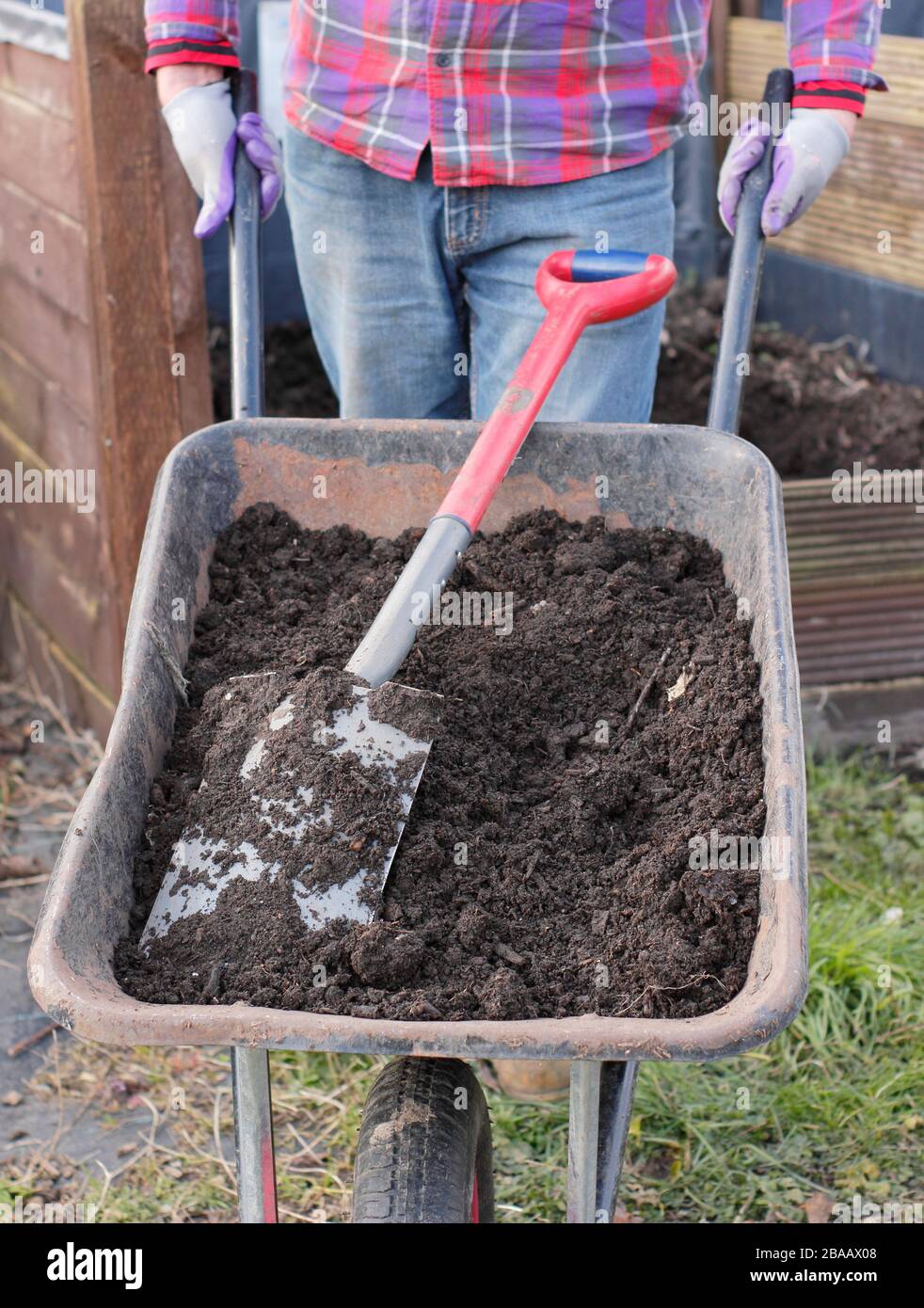 Hausgemachter Kompost aus Gemüseschrott, Pappe, Gras-Splitt und anderen biologisch abbaubaren Abfällen, in Schubkarren durch Kompostierbereich. Garten in Großbritannien Stockfoto