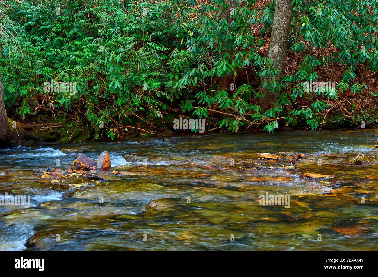 Die Schönheit der Natur entlang der Wasserkante des Stoney Creek in der Nähe von Dungannon Virginia. Stockfoto