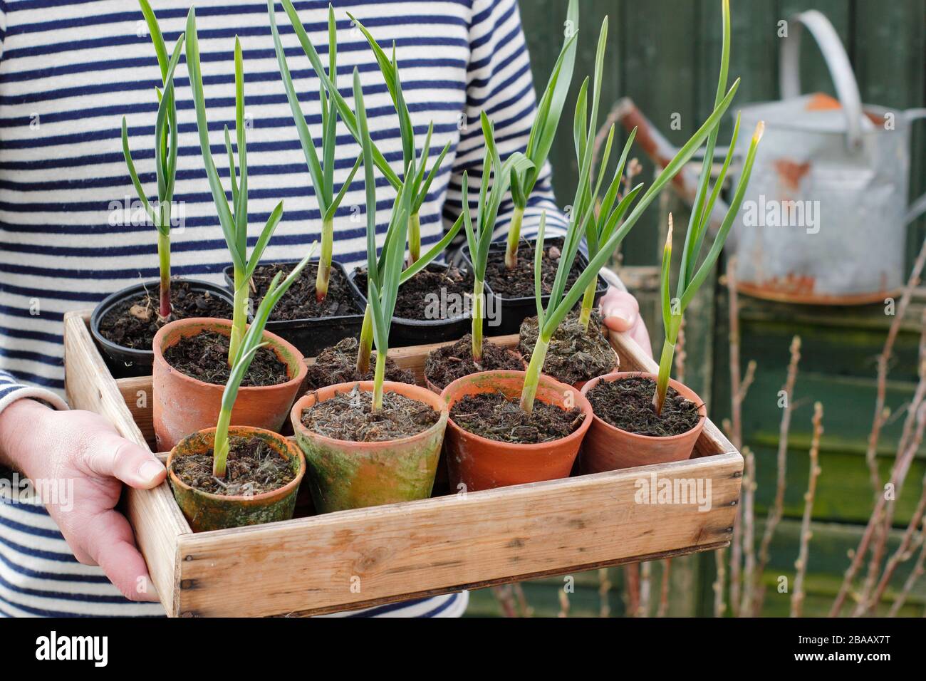 Allium sativum "Lautrec Wight" Knoblauchpflanzen, die bereit sind, in einem Quellgarten, Großbritannien, zu Pflanzen Stockfoto