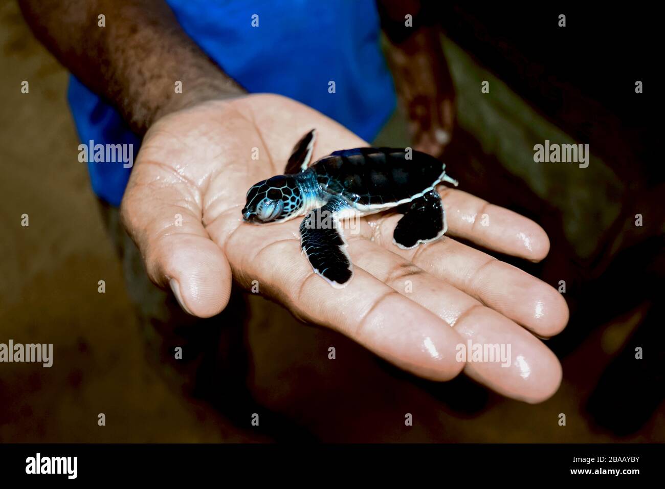 Kleine Meeresschildkröte bei EINEM Sea Turtle Conservation Project in Kosgoda, Sri Lanka Stockfoto