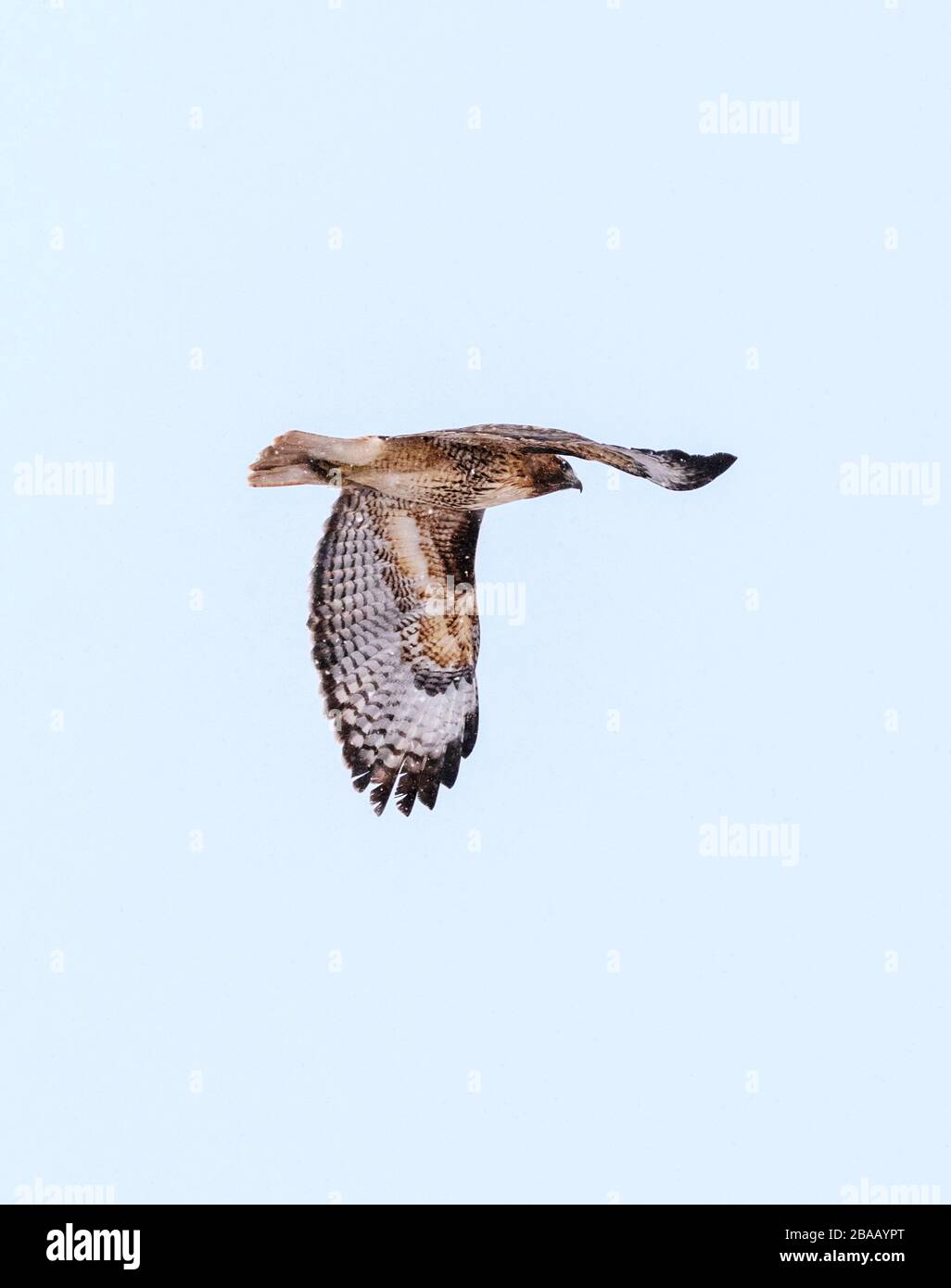 Rotschwein-Falke; Buteo jamaicensis; im Flug über eine zentrale Colorado-Ranch; Winter-Schneesturm; USA Stockfoto