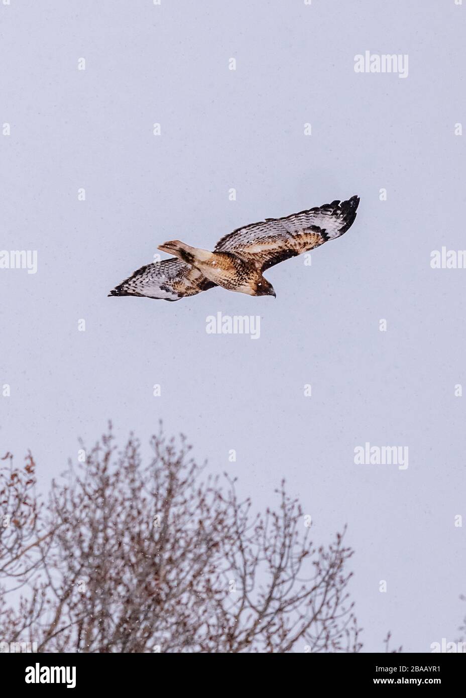 Rotschwein-Falke; Buteo jamaicensis; im Flug über eine zentrale Colorado-Ranch; Winter-Schneesturm; USA Stockfoto