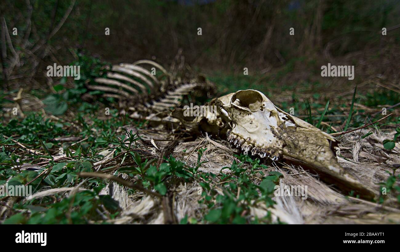 Tierisches Hirschskelett, das sich langsam in einem Feld mit grünem Laub durch die Tierkörperknochen Schädel und Rippen zersetzt hat Stockfoto