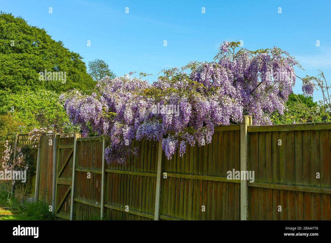 Die blauen-lila Blten von einer Wisteria Sinensis (chinesischer Blauregen  Stockfotografie - Alamy
