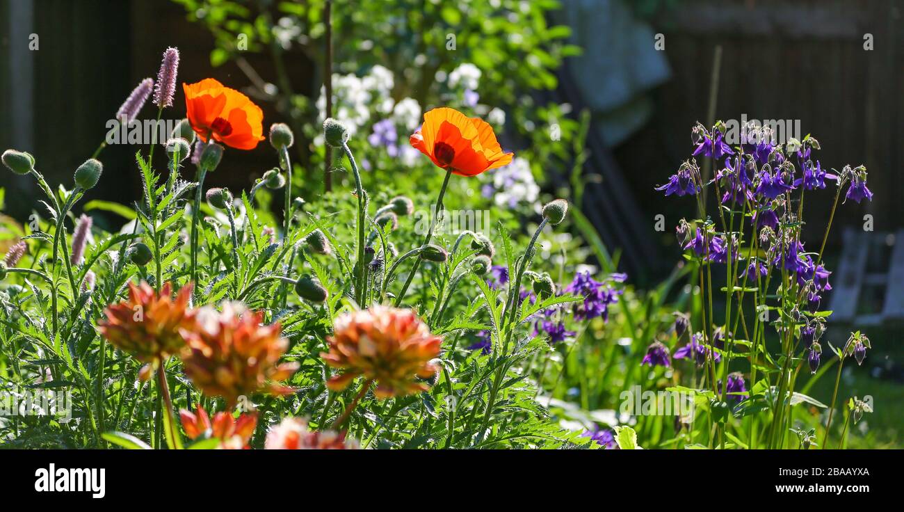 Orientalische Poppy Blumen (Papaver Orientale), blaue Aquilegia-Blumen und Bistort-Blumen, Hinterleuchtung in einem englischen Landgarten, England, Großbritannien Stockfoto