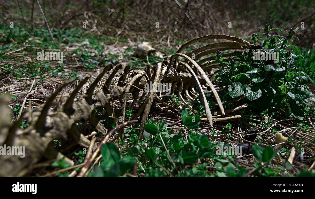 Tierisches Hirschskelett, das sich langsam in einem Feld mit grünem Laub durch die Tierkörperknochen Schädel und Rippen zersetzt hat Stockfoto