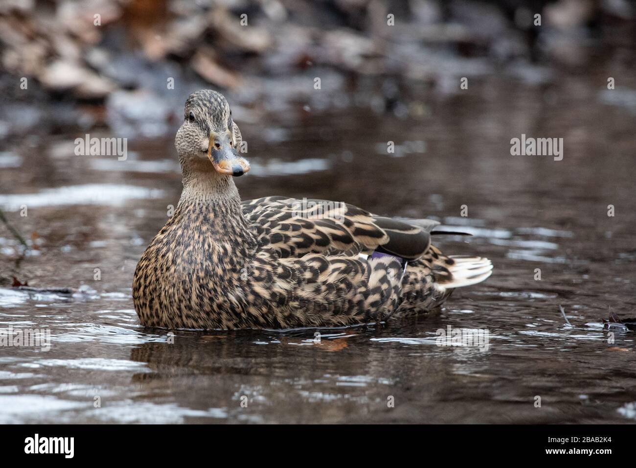 Nahaufnahme Teich Schwimmer Solitary grün braun und weiß weibliche Mallard Ente Stockfoto