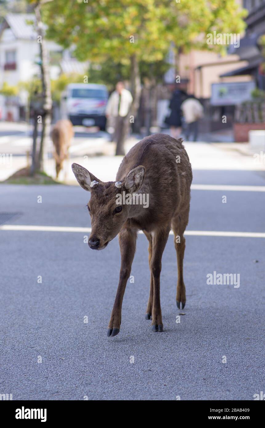 Shika Deer streift durch die Straßen auf Miyajima Island, Präfektur Hiroshima, Japan Stockfoto