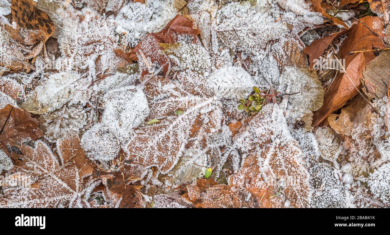 Nahaufnahme von im Herbst frostbedeckten, abgefallenen Blättern Stockfoto