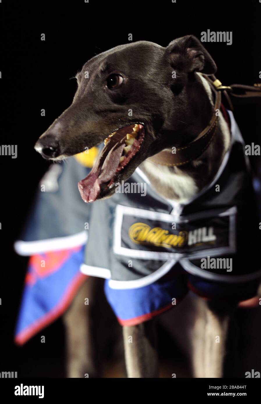 Sieger des Rennens Stockfoto