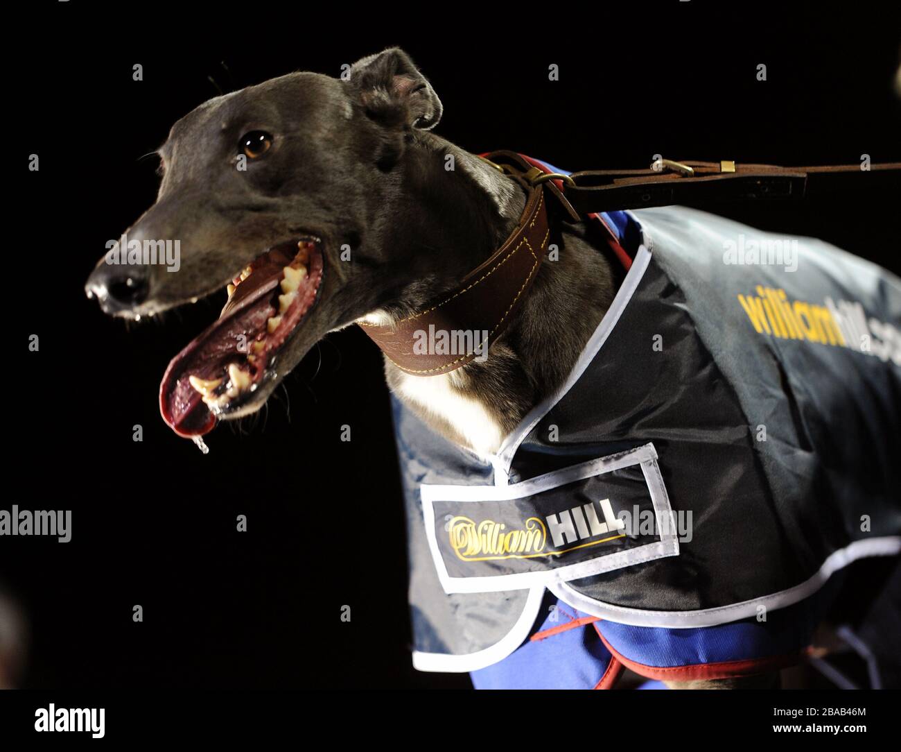 Sieger des Rennens Stockfoto