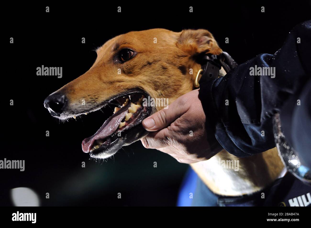 St. Leger-Gewinner Stockfoto