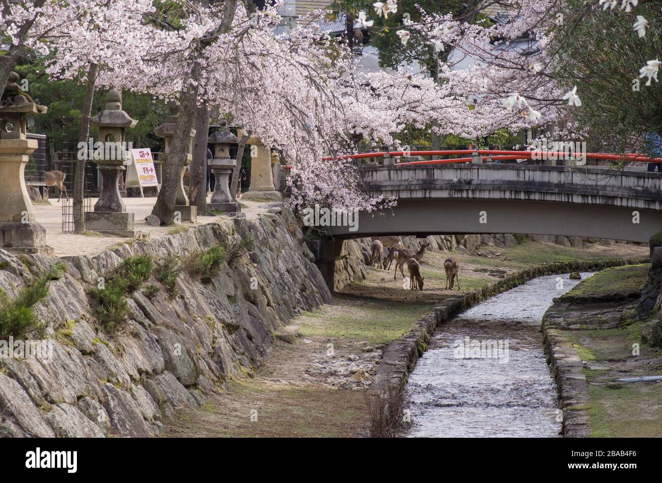 Rehe unter einer roten Brücke während der Kirschblüte auf der Miyajima-Insel, Präfektur Hiroshima Japan Stockfoto