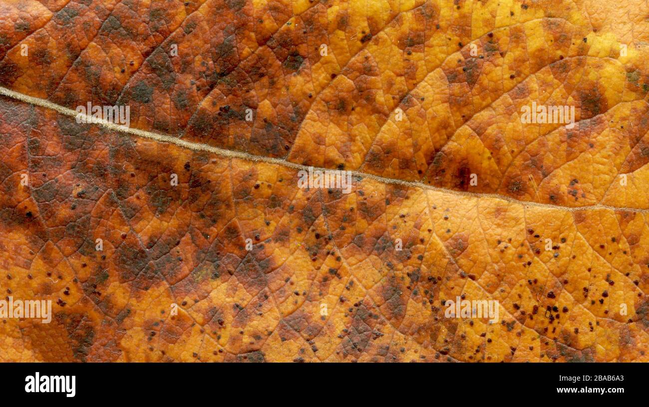 Nahaufnahme des Herbstes bei Trockenurlaub. Hintergrund des Blatt-Herbstes. Flache Lage von oben Stockfoto