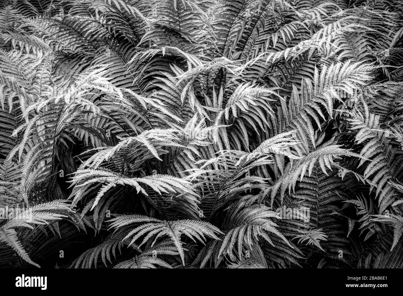 Fern Werke im Frühling, Stuttgart, Baden-Württemberg, Deutschland Stockfoto