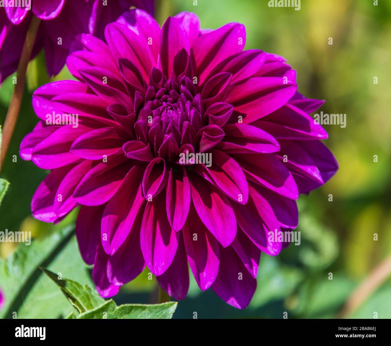 Dekoratives Dahlia in den Butchart Gardens in Victoria, British Columbia, Kanada. Stockfoto