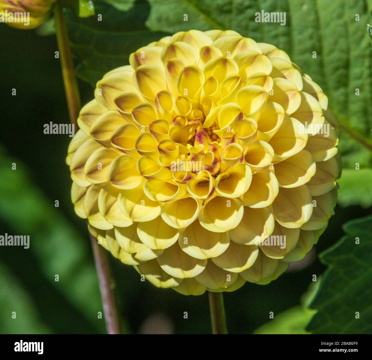 Ball Dahlia in Butchart Gardens in Victoria, British Columbia, Kanada. Stockfoto Ball Dahlia in Butchart Gardens in Victoria, British Columbia, Kanada. Stockfoto