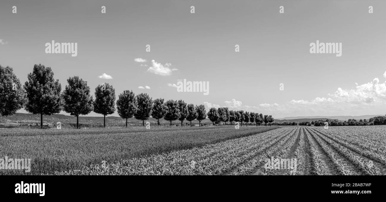 Ländliche Szene mit Feldern, Baden-Württemberg, Deutschland Stockfoto