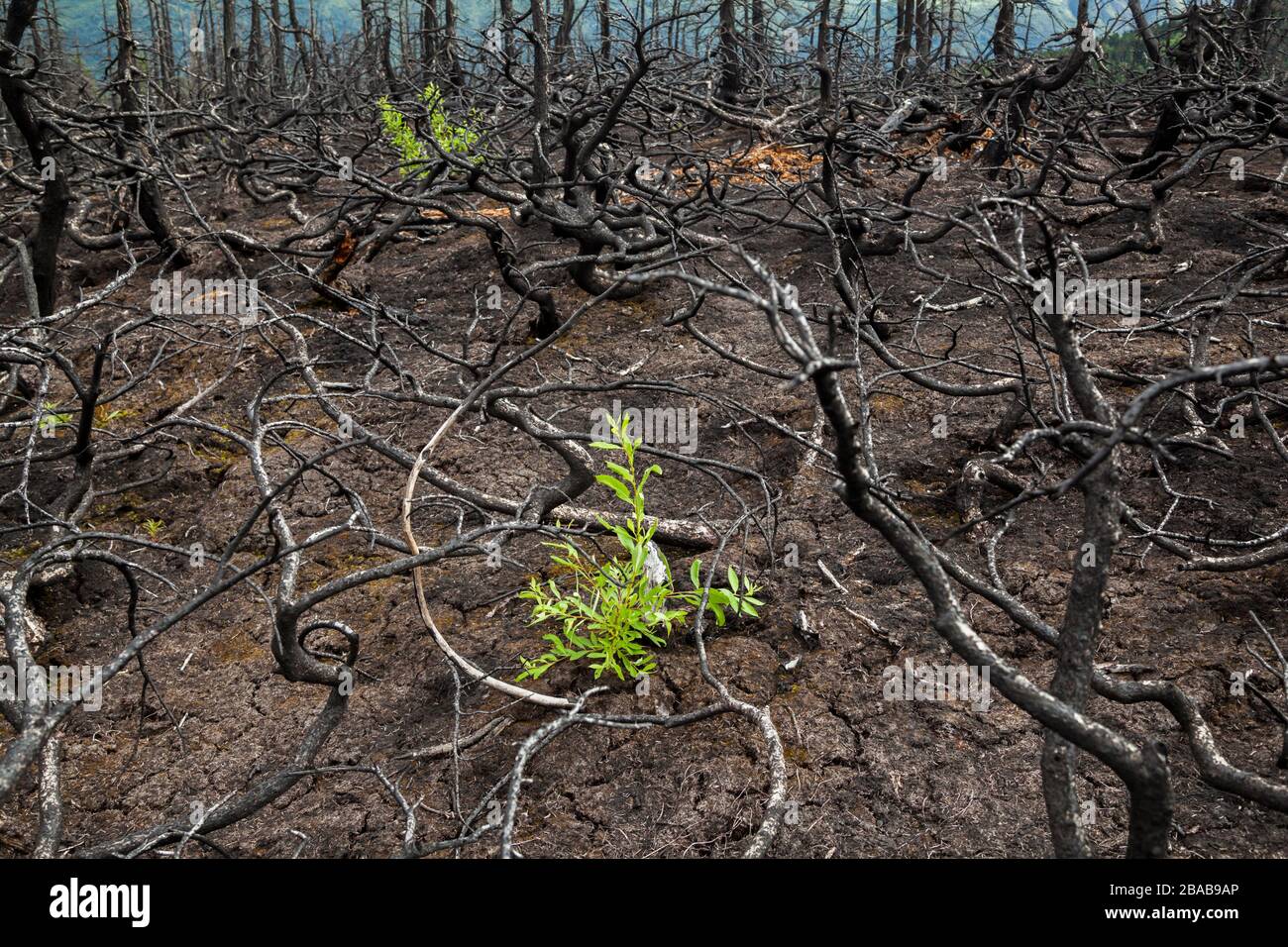 Neue Pflanzen wachsen unter verbrannten Bäumen in der Nähe von Cooper Creek, Kenai-Halbinsel, Alaska. Stockfoto