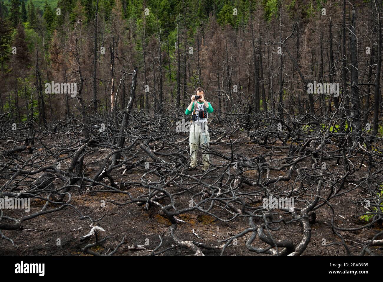 Ein Mann fotografiert verbrannte Bäume in der Nähe von Cooper Creek, Kenai-Halbinsel, Alaska. Stockfoto
