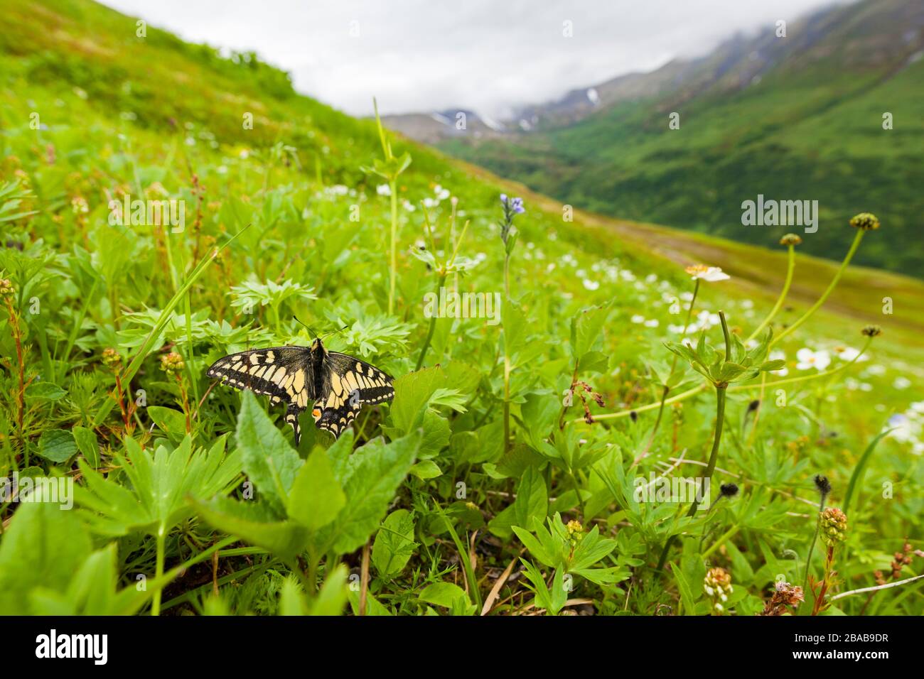 Ein Schmetterling ruht auf einer Pflanze auf einer Wiese am Cooper Mountain, Kenai-Halbinsel, Alaska. Stockfoto